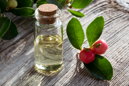 A bottle of wintergreen essential oil on white painted wood, with wintergreen berries and leaves in the backgroundの写真素材