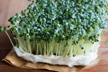 Yellow mustard sprouts growing on cotton woolの写真素材