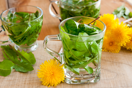 Dandelion tea - hot water poured over fresh dandelion leaves in a tea cup, with dandelion flowers in the backgroundの写真素材