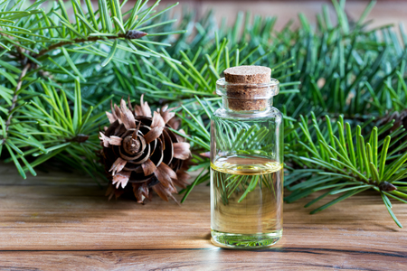 A bottle of Douglas fir essential oil with young Douglas fir branchesの写真素材
