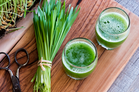 Two shots of barley grass juice with freshly harvested barley grass, top viewの写真素材