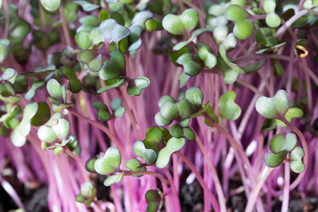 Young red cabbage microgreens grown in soilの写真素材