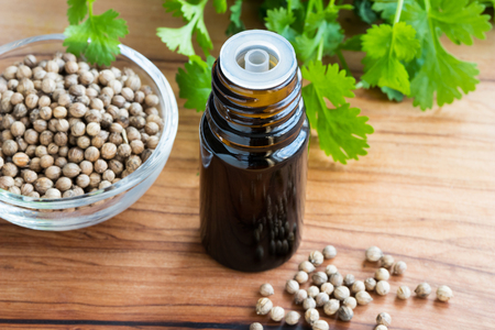 A dark bottle of coriander essential oil with coriander seeds and fresh cilantro leaves in the backgroundの写真素材