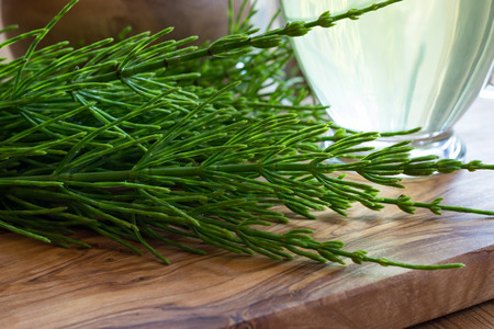 Fresh horsetail twigs on a wooden table, with a cup of horsetail tea in the backgroundの写真素材