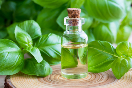 A transparent bottle of basil essential oil with fresh basil leavesの写真素材