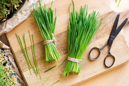 Freshly harvested wheatgrass and scissors on a wooden cutting board, top viewの写真素材