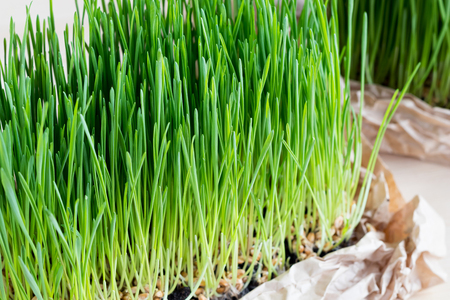Freshly grown wheatgrass on a table