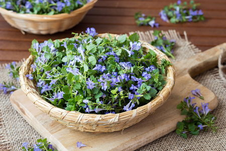Blooming ground-ivy in a wicker basket on a tableの写真素材