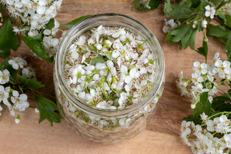 A jar filled with fresh hawthorn blossoms and alcohol, to prepare herbal tinctureの写真素材