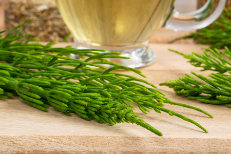 Fresh horsetail plant with a cup of tea in the backgroundの写真素材