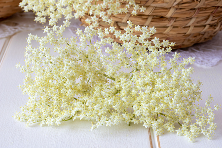 Fresh elder flowers on a white backgroundの写真素材