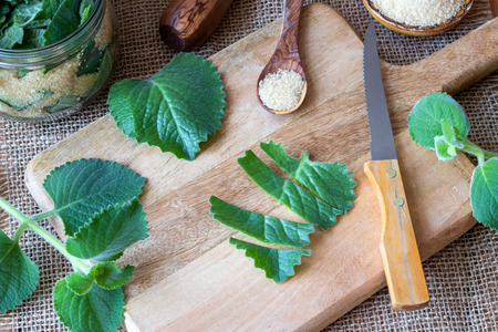 Preparation of a homemade herbal syrup against common cold from silver spurflower and cane sugarの写真素材