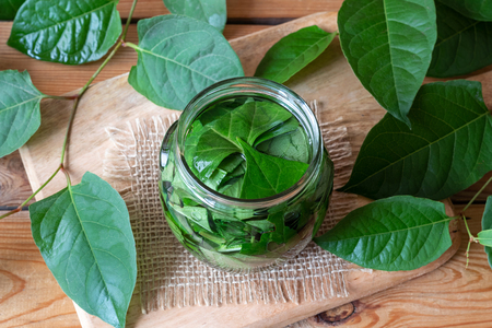 Preparation of homemade japanese knotweed alcohol tincture in a jarの写真素材
