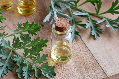 A bottle of essential oil with fresh wormwood twigsの写真素材