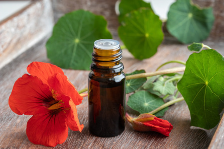 A bottle of nasturtium tincture with fresh Tropaeolum majus flowers and leavesの写真素材