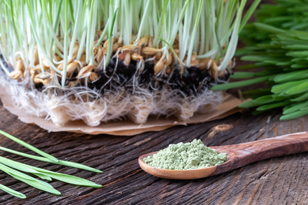 Barley grass powder on a spoon with freshly grown blades in the backgroundの写真素材