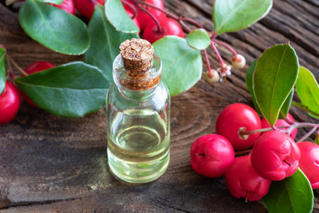 A transparent bottle of essential oil with fresh wintergreen leaves and berriesの写真素材