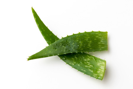 Two whole aloe vera leaves on a white backgroundの写真素材