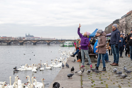 PRAGUE, CZECH REPUBLIC - DECEMBER 16, 2017: People feeding birds at the Naplavka riverbank, with Prague Castle in the backgroundのeditorial素材