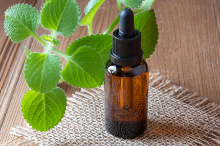 Silver spurflower tincture with fresh Plectranthus argentatus plantの写真素材