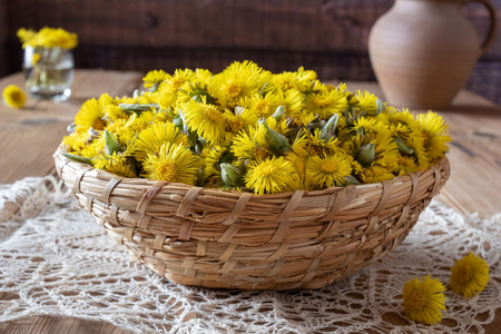 Coltsfoot, or Tussilago farfara flowers in a basketの写真素材