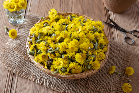 Coltsfoot, or Tussilago farfara flowers in a basket on a wooden tableの写真素材