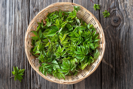 Fresh young ground elder leaves in a basket, top view