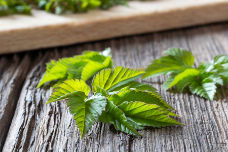 Young ground elder leaves on a wooden table