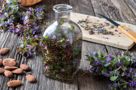 Fresh ground-ivy twigs macerating in almond oil, to prepare a homemade skin tonicの写真素材