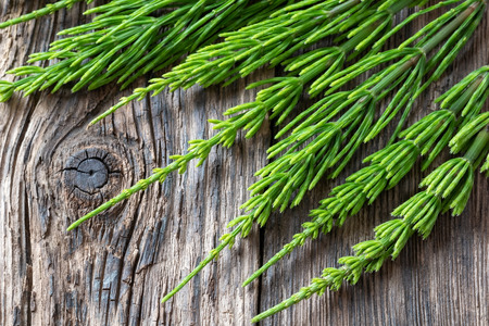 Fresh horsetail twigs on a rustic wooden backgroundの写真素材