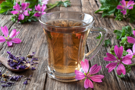 A cup of mallow tea with fresh blooming malva sylvestris plant in the backgroundの写真素材