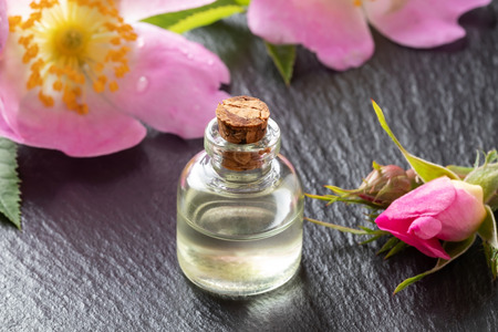 A bottle of essential oil with fresh blooming dog roses on a dark backgroundの写真素材