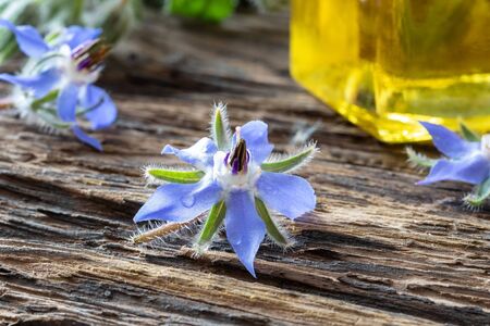 Fresh borage flower with oil in the backgroundの写真素材