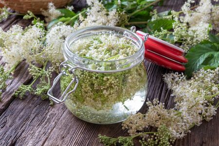 Preparation of homemade tincture from fresh meadowsweet blossoms - a natural alternative to aspirinの写真素材