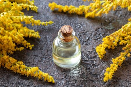 A bottle of Canadian goldenrod essential oil with fresh Solidago canadensis plantの写真素材