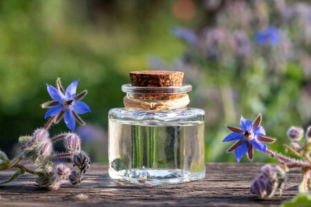 A bottle of borage oil with fresh blooming plant on a wooden background, outdoorsの素材 [FY310127478876]