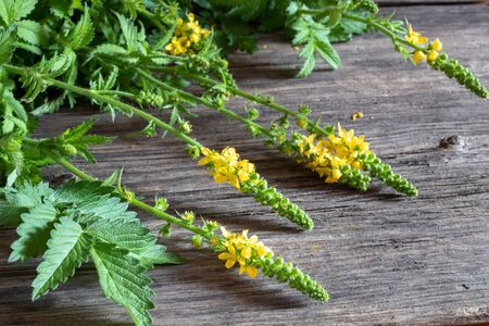 Agrimony flowers on a tableの写真素材
