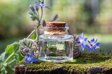 A bottle of borage oil and fresh plant, outdoorsの写真素材