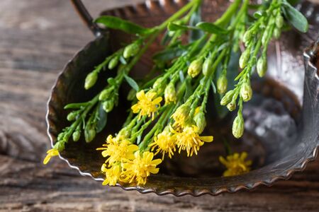 Fresh blooming European goldenrod, or Solidago virgaurea plantの写真素材