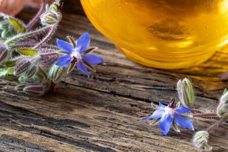 Fresh blooming borage plant and oil on a table with copy space
