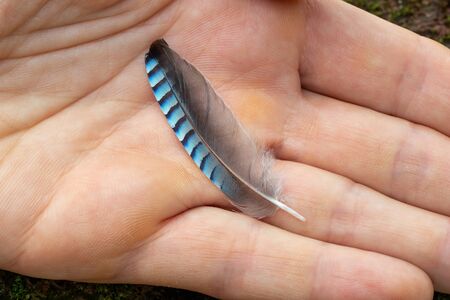 Blue jay feather - symbol of good luck, in a handの写真素材