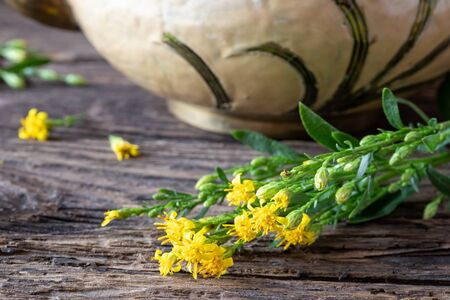 Fresh blooming European goldenrod, or Solidago virgaurea plant on a tableの写真素材