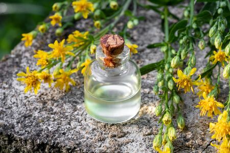 A bottle of essential oil with Solidago virgaurea, or European goldenrod flowersの写真素材