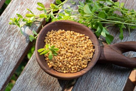 Fenugreek seeds on a wooden spoon with fresh plantの写真素材