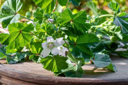 Closeup of fresh dwarf mallow, or Malva neglecta plantの写真素材