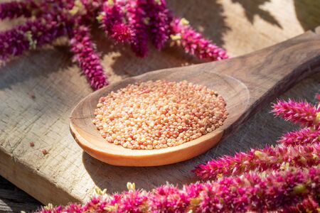 Amaranthus caudatus seeds and flowersの写真素材