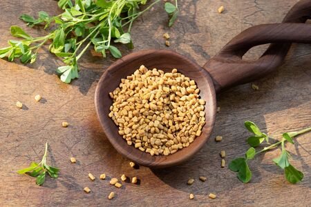 Fenugreek seeds on a wooden spoon with fresh Trigonella foenum-graecum plantの写真素材