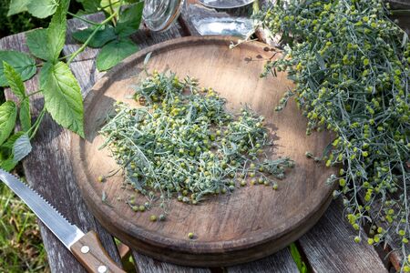 Cutting up blooming wormwood, or Artemisia Absinthium plant, to prepare herbal tincture
