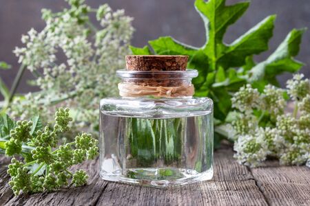 A bottle of essential oil with blooming Angelica archangelica twigsの写真素材