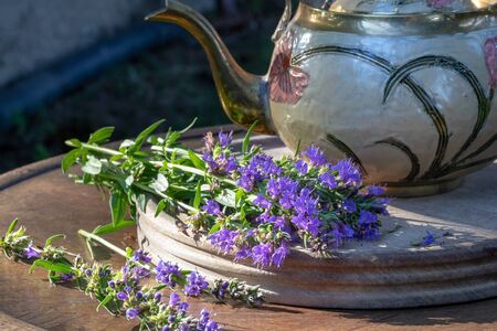 Blooming hyssop plant with a teapot in the backgroundの写真素材